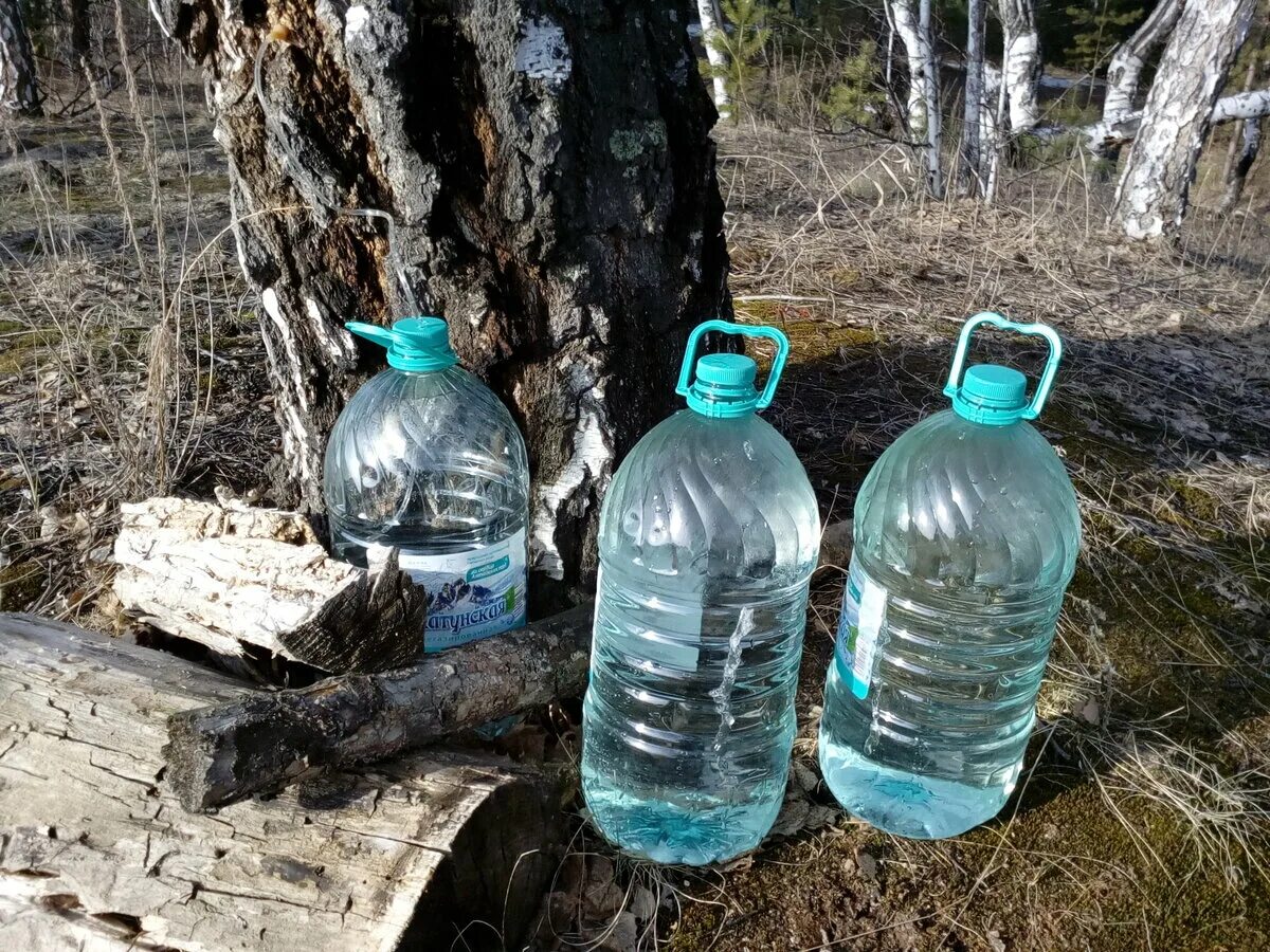 Зарава Коми березовый сок. Сок березовый 5 литров. Березовый сок в бутылке. Сбор березового сока.