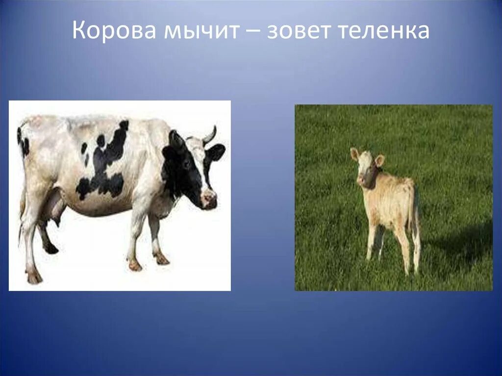 Корова мычит. Корова мууу. Теленок мычит. Корова мычит фото. Звук издает корова