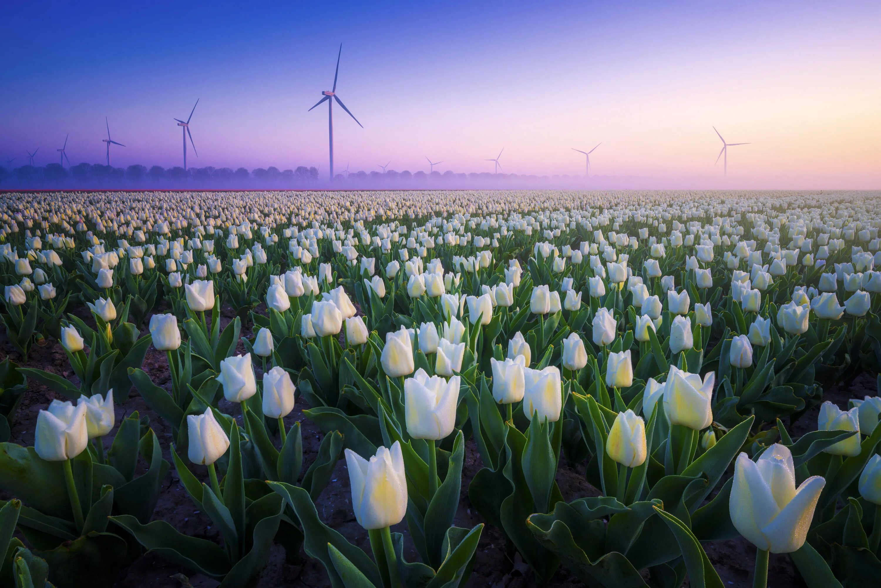 Где тюльпановые поля. Тюльпановые поля в Голландии. Нидерланды тюльпановые белые поля. Тюльпановые поля в Голландии фото.