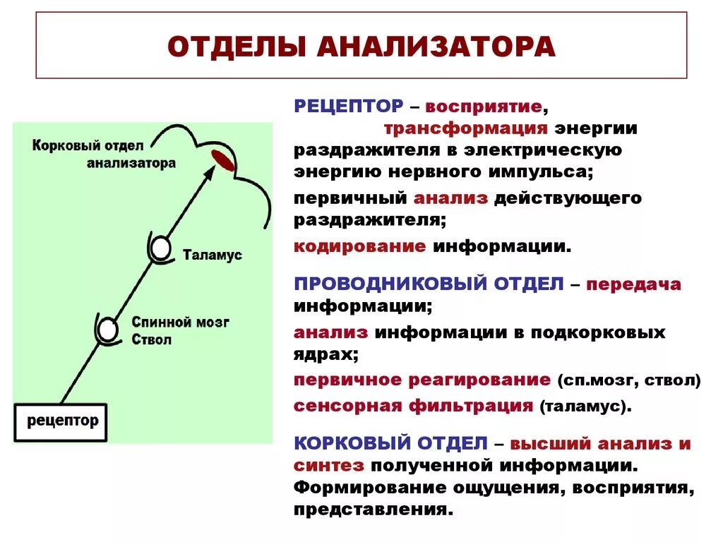 Функции каждого отдела анализатора. Корковый отдел анализатора функции. Проводниковый и корковый отделы анализатора. Анализаторы периферический отдел проводниковый. Промежуточный отдел анализатора.