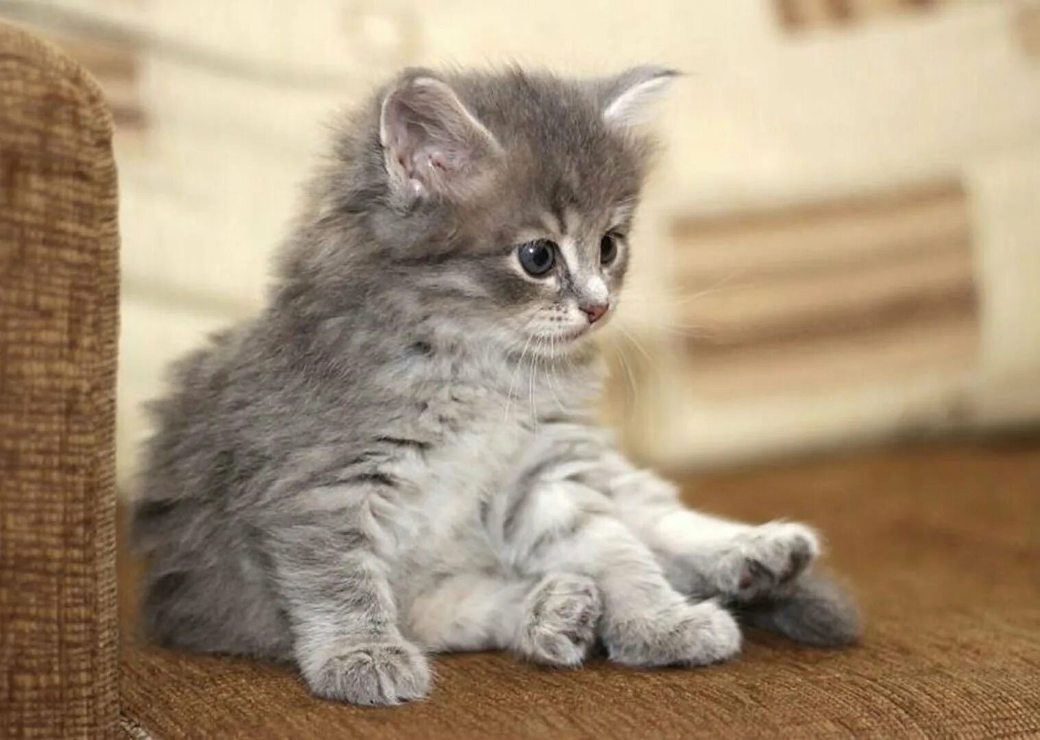 Недорогие кошки. Сибирские котята. Сибирская кошка котята. Сибирская голубая табби. Голубой табби Сибирский котенок.