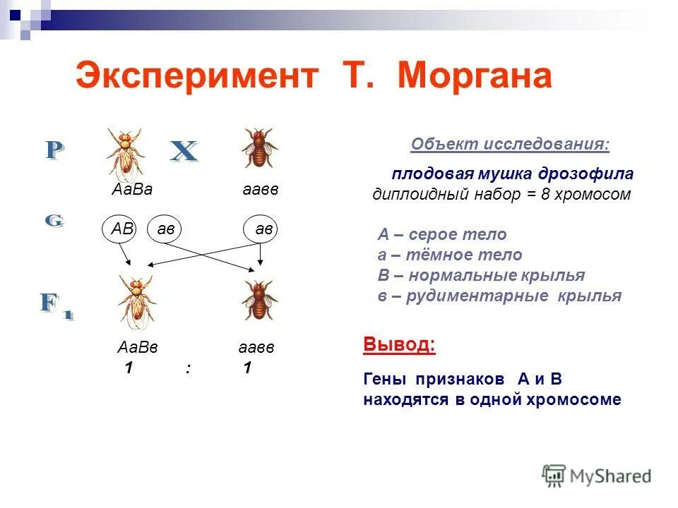 Опыты томаса моргана по сцепленному наследованию. Сцепленное наследование опыты моргана. Скрещивание моргана дрозофилы. Эксперимент с мухами дрозофилами. Сцепленное наследование у дрозофилы опыты моргана.