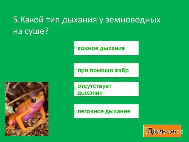 Биология амфибии тест. Земноводные Тип дыхания. От каких рыб произошли земноводные. Лёгочное дыхание у земноводных.