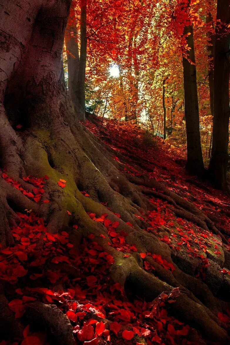 Красивое красное дерево. Красная осень. Красный лес. Красное дерево.