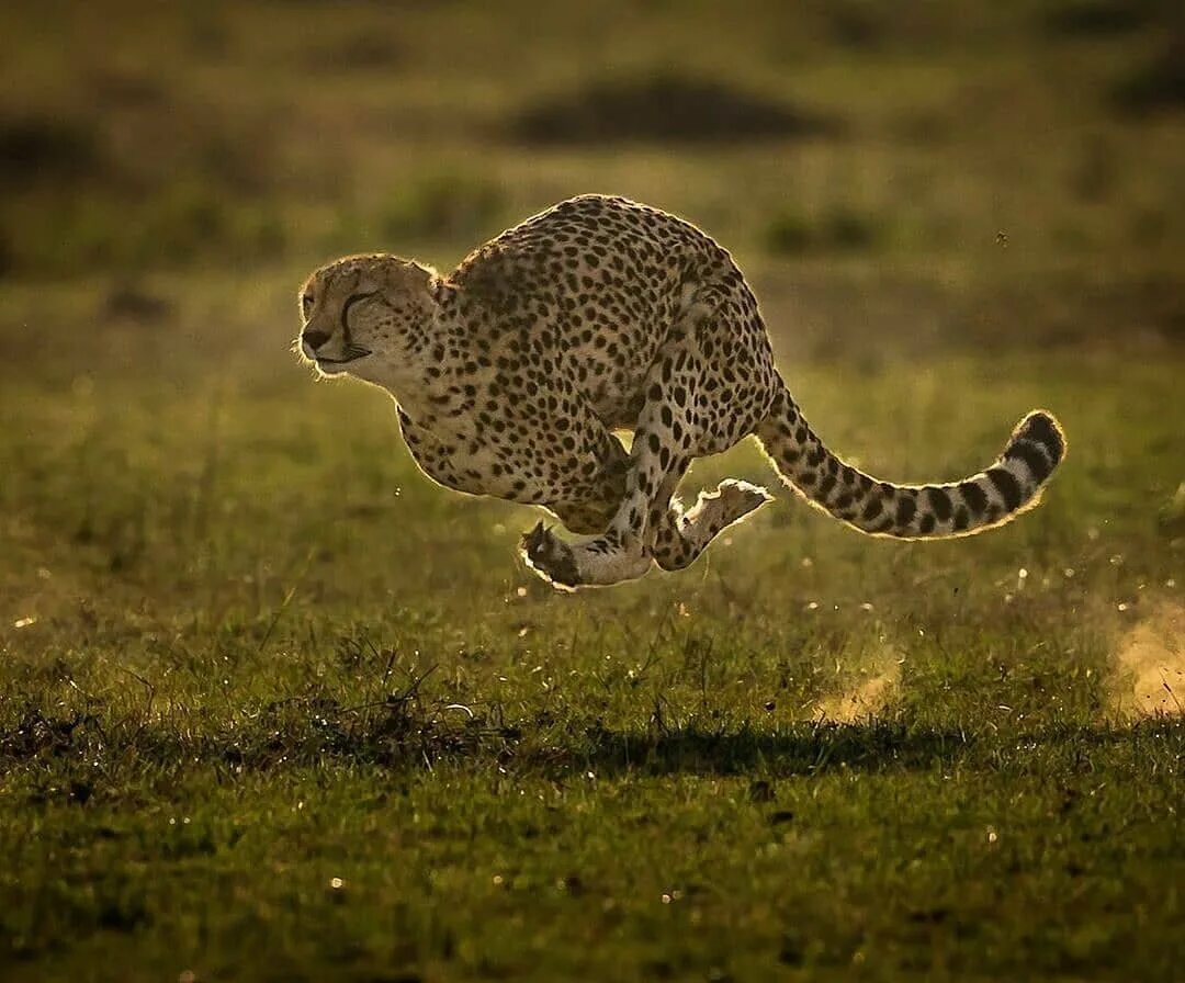 Гепард бежит. «Леопард в движении» Криса Орфеску.. Гепард в беге. Леопард бежит с гепардом.