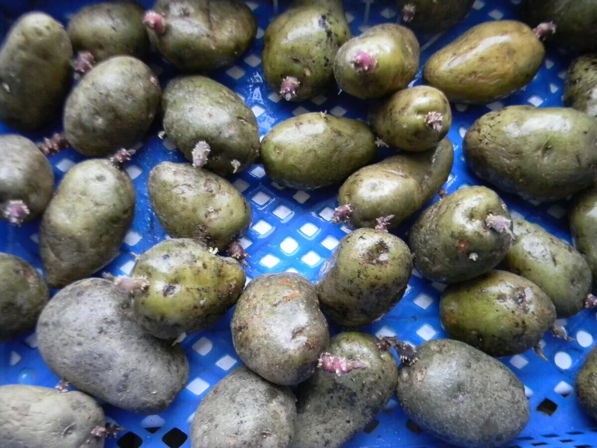 Как выглядят семена картофеля не в клубнях Shining a light on why potatoes turn green Indiana Yard and Garden Purdue Co