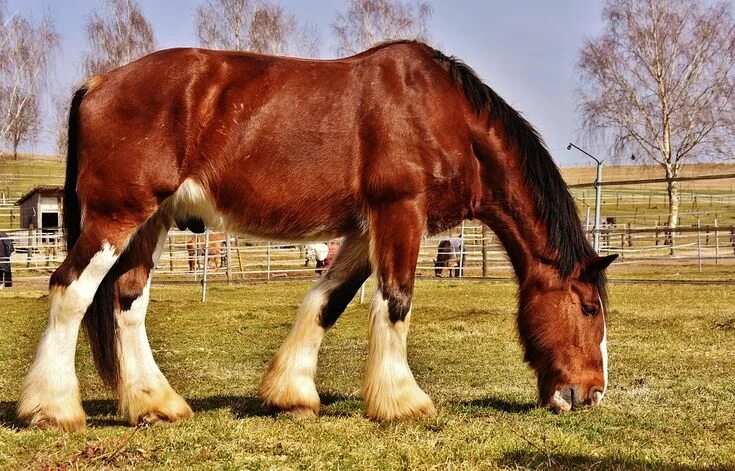 Beautiful seal brown Shire draft horse Horse breeds, Rare horse breeds, Horses