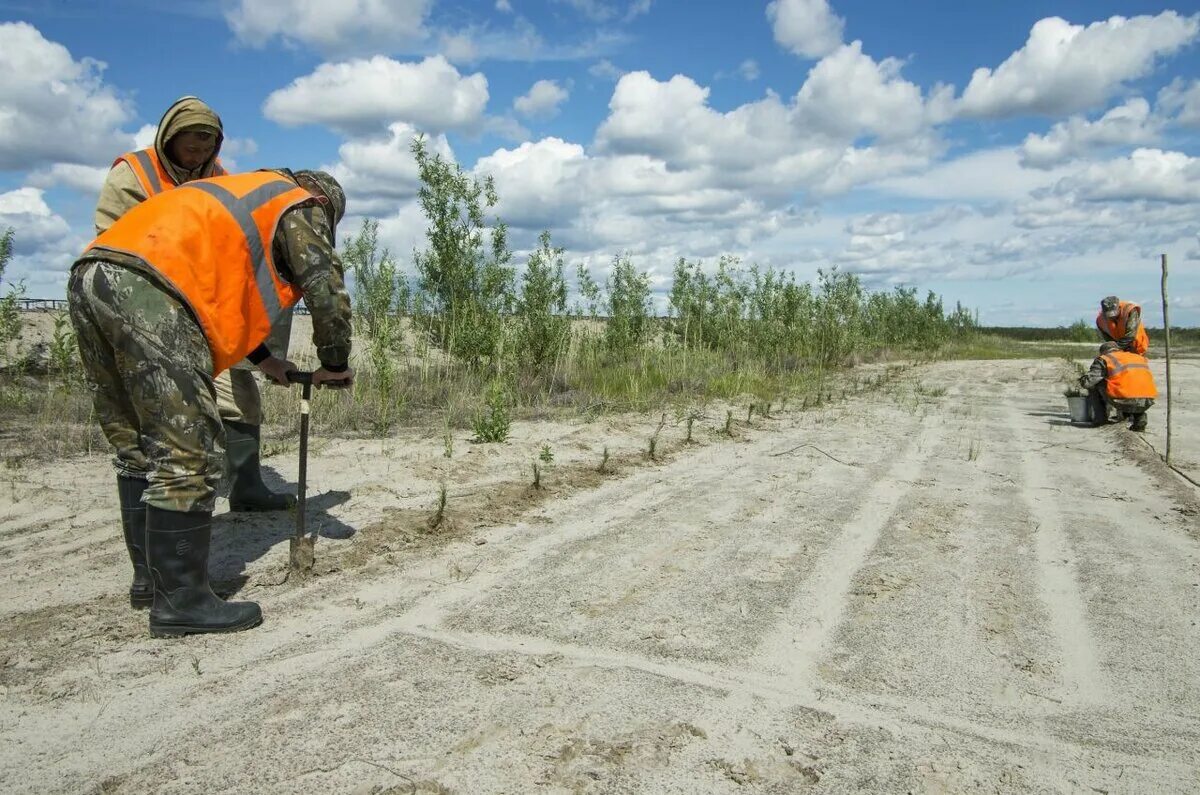 Биологическая рекультивация земель. Охрана земель в районах крайнего севера. Рабочий на крайнем севере. Охрана земель в районах крайнего севера. Ханты манси оленеводы.