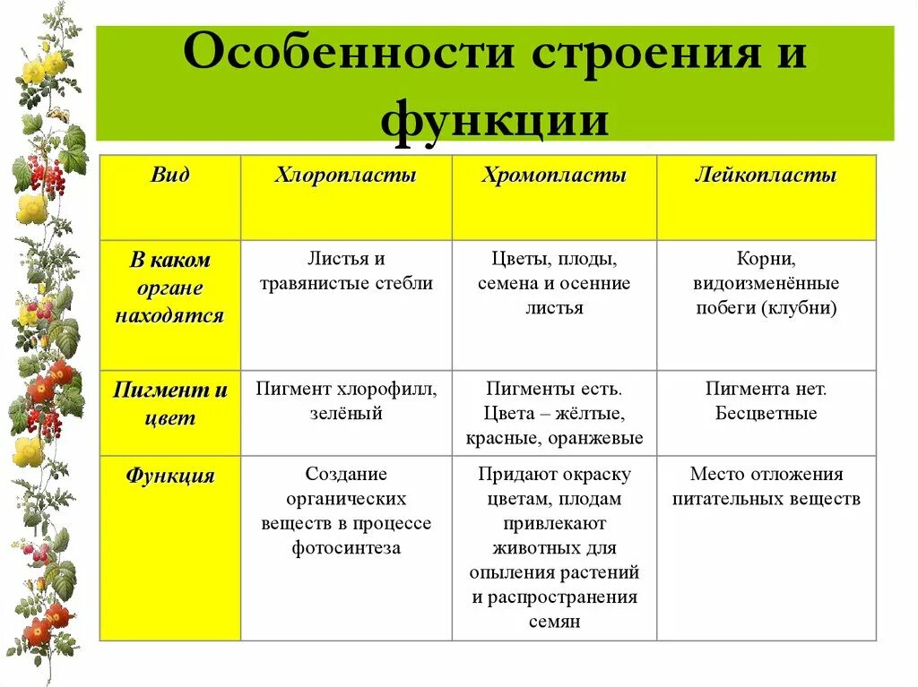 3 признака хлоропластов. Хромопласты строение и функции. Пластиды особенности строения и функции. Пластиды лейкопласты строение и функции таблица. Пластиды строение и функции.