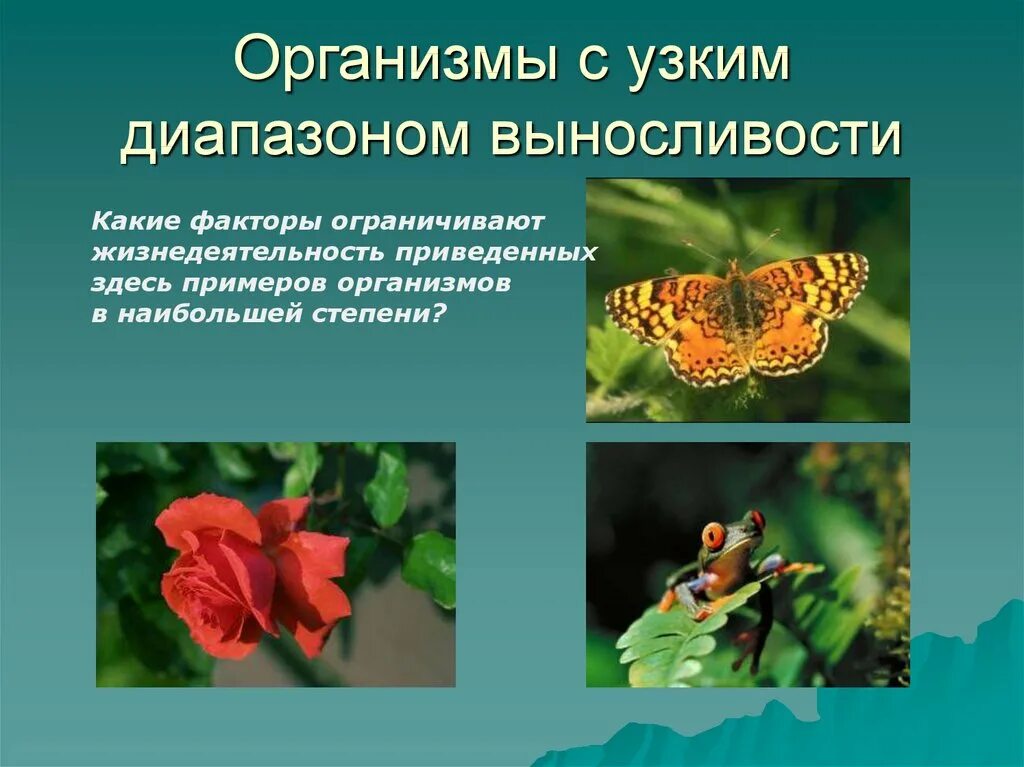 Диапазон выносливости это. Узкий диапазон выносливости организмов. Растения с узким диапазоном. Организмы с широким диапазоном выносливости. Животные с узким диапазоном выносливости.