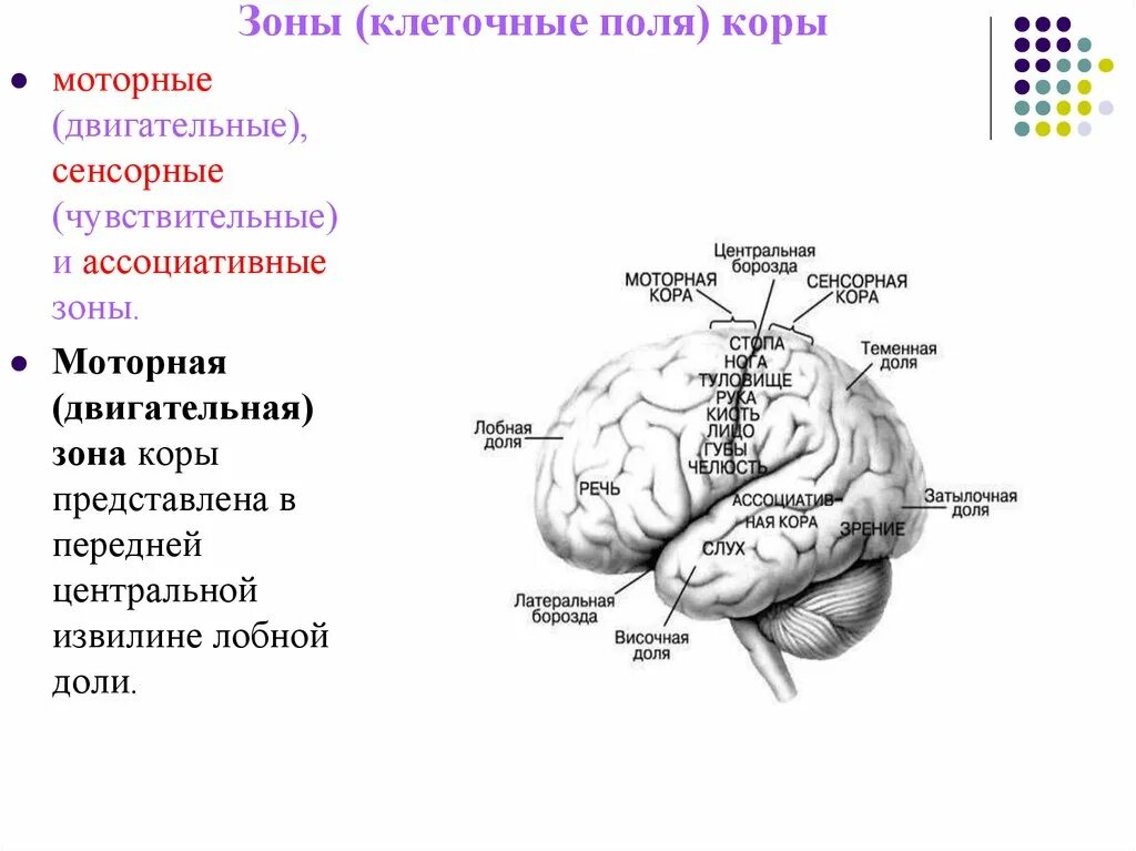 Ассоциативные зоны коры мозга. Сенсорные ассоциативные и моторные зоны коры. Зоны КГМ сенсорная моторная ассоциативная таблица. Проекционные и ассоциативные зоны лобной доли. Ассоциативные, сенсорные, двигательные зоны коры..