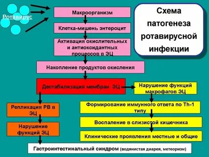 Патогенез ротавирусной инфекции