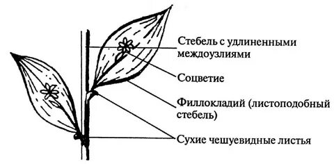 Филлокладий это видоизмененный