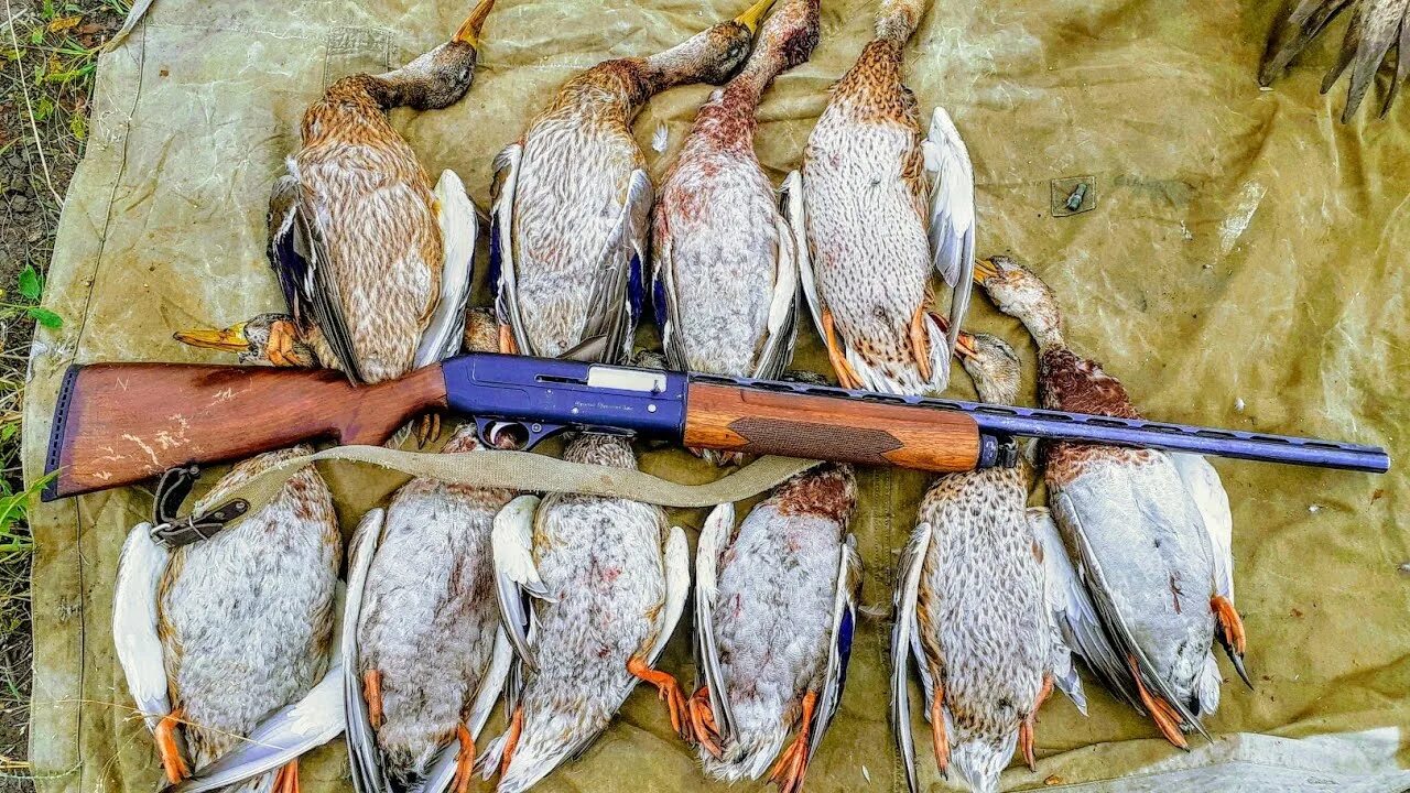 департамент по охоте смоленской области. открытие охоты в московской области. открытие охоты смоленская 2024. открытие охоты смоленская 2024. смоленский департамент охоты.