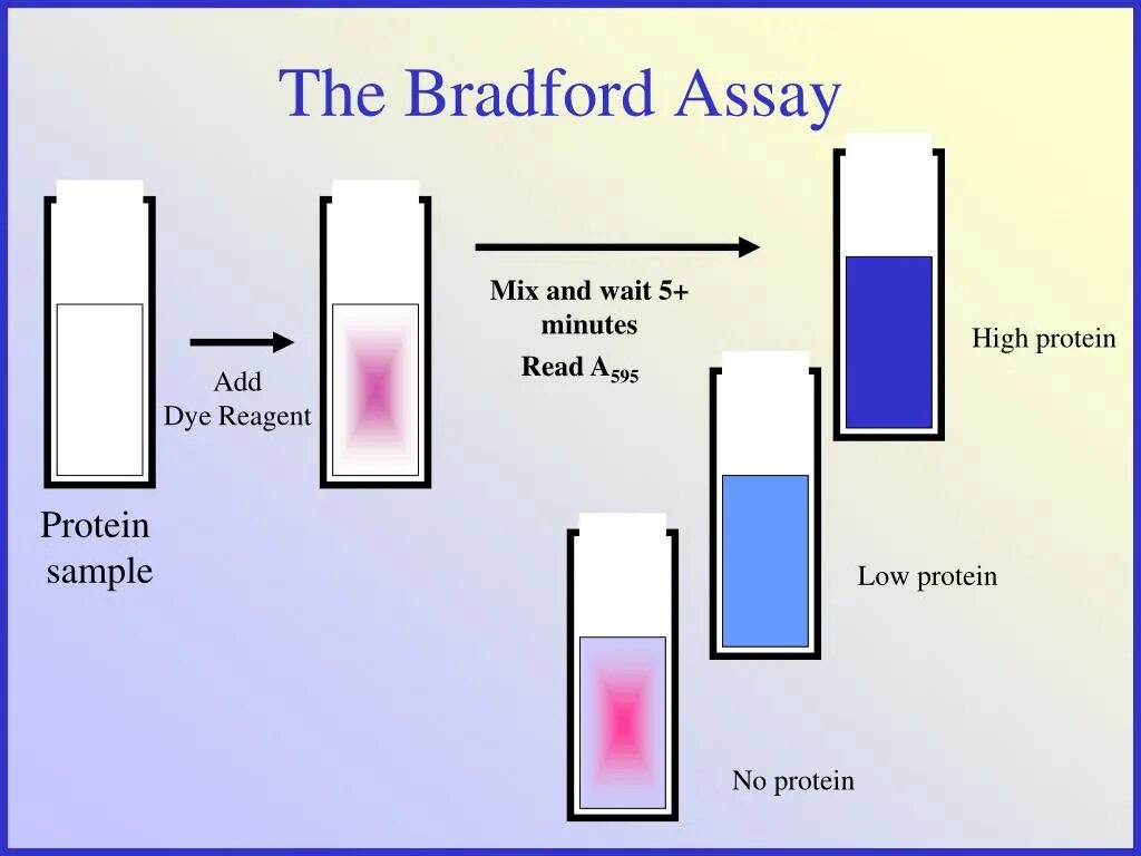 Метод лоури. Bradford Assay. Метод Брэдфорда. Реакция Брэдфорда. Реактив Брэдфорда.