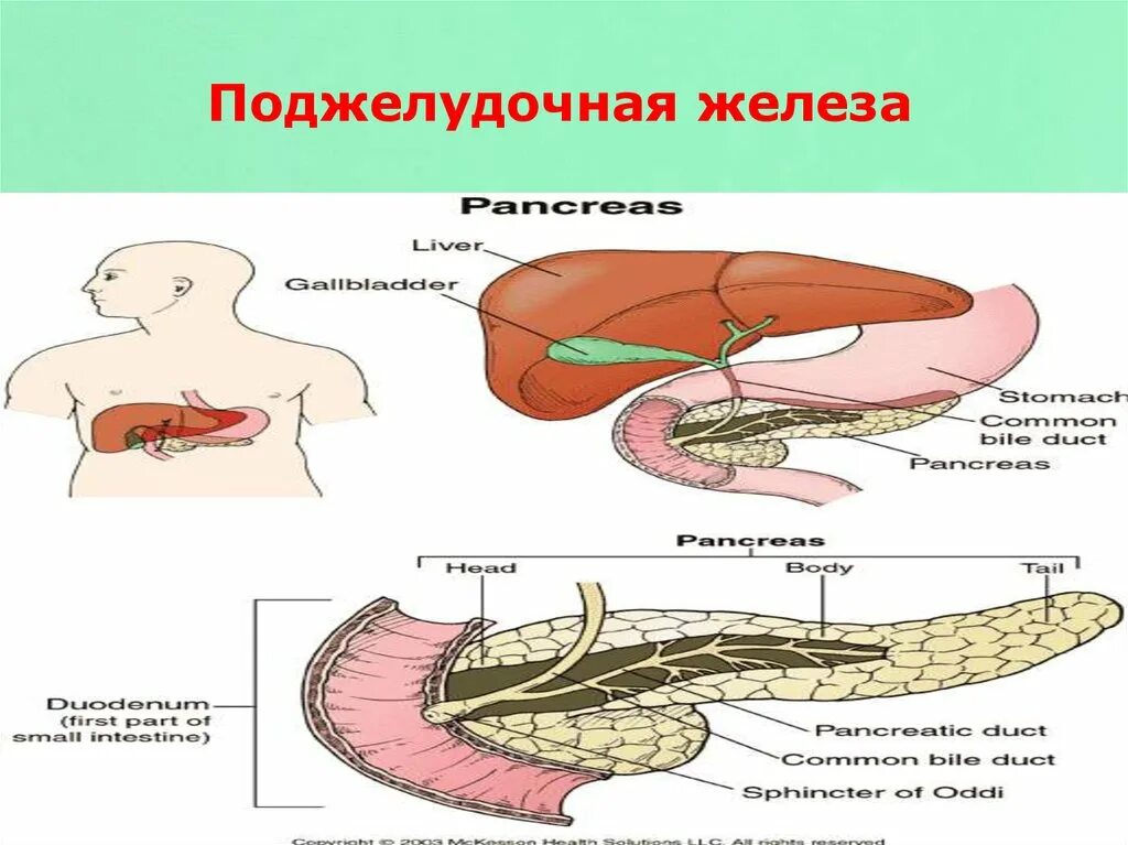 Поджелудочная железа панкреон. Панкреонекроз хвоста поджелудочной железы. Мелкоочаговый панкреонекроз. Жировой и геморрагический панкреонекроз. Поджелудочная железа свиньи