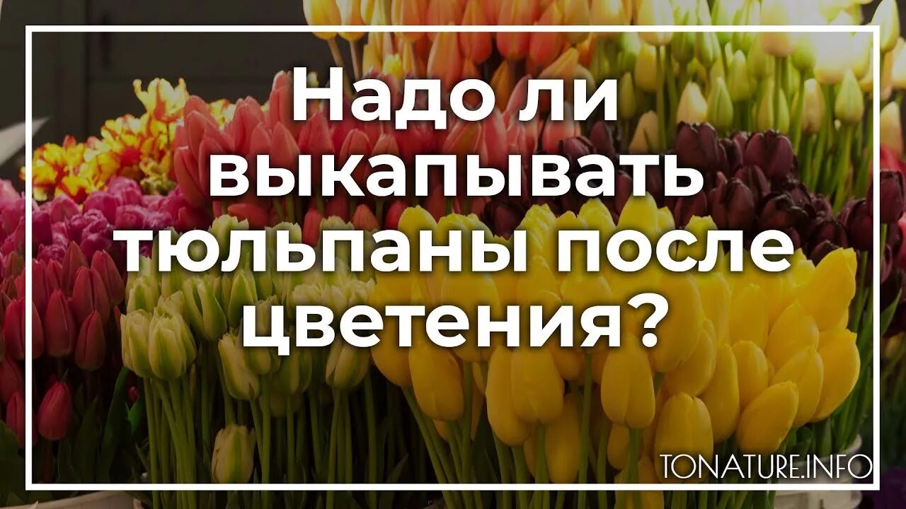 Почему раскрылись тюльпаны после покупки. Как пересадить тюльпаны после цветения. пересадка тюльпанов после цветения на другое место. можно ли пересаживать тюльпаны весной. когда нужно пересаживать тюльпаны.