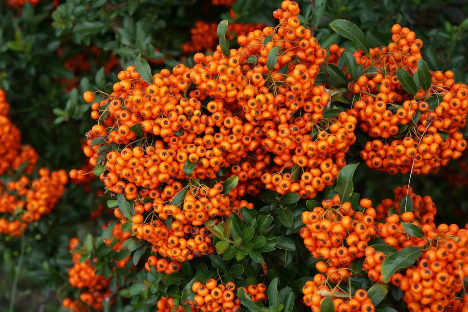 Hlohyňa šarlátová Soleil d`Or Pyracantha coccinea Soleil d`Or - Záhradníctvo ABI