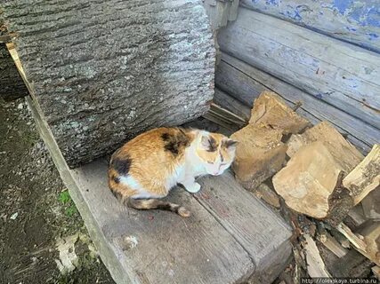 Кошка мышкина