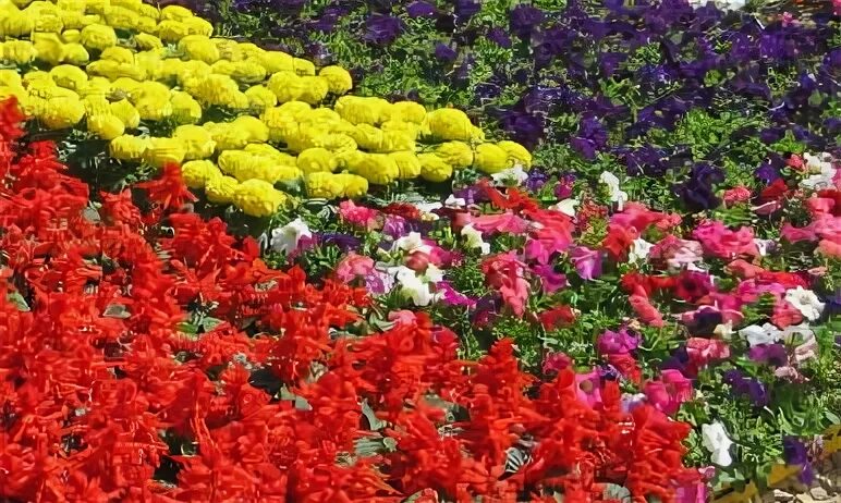 Цветы однолетники неприхотливые. Тенелюбивые растения однолетники. Цветы однолетники неприхотливые. Цветы однолетники цветущие низкорослые. Цветы однолетники неприхотливые.