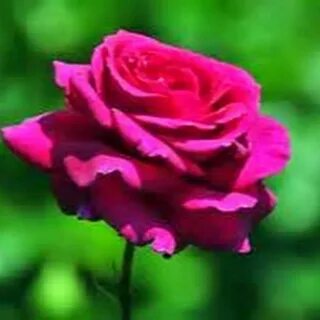 Rose fast