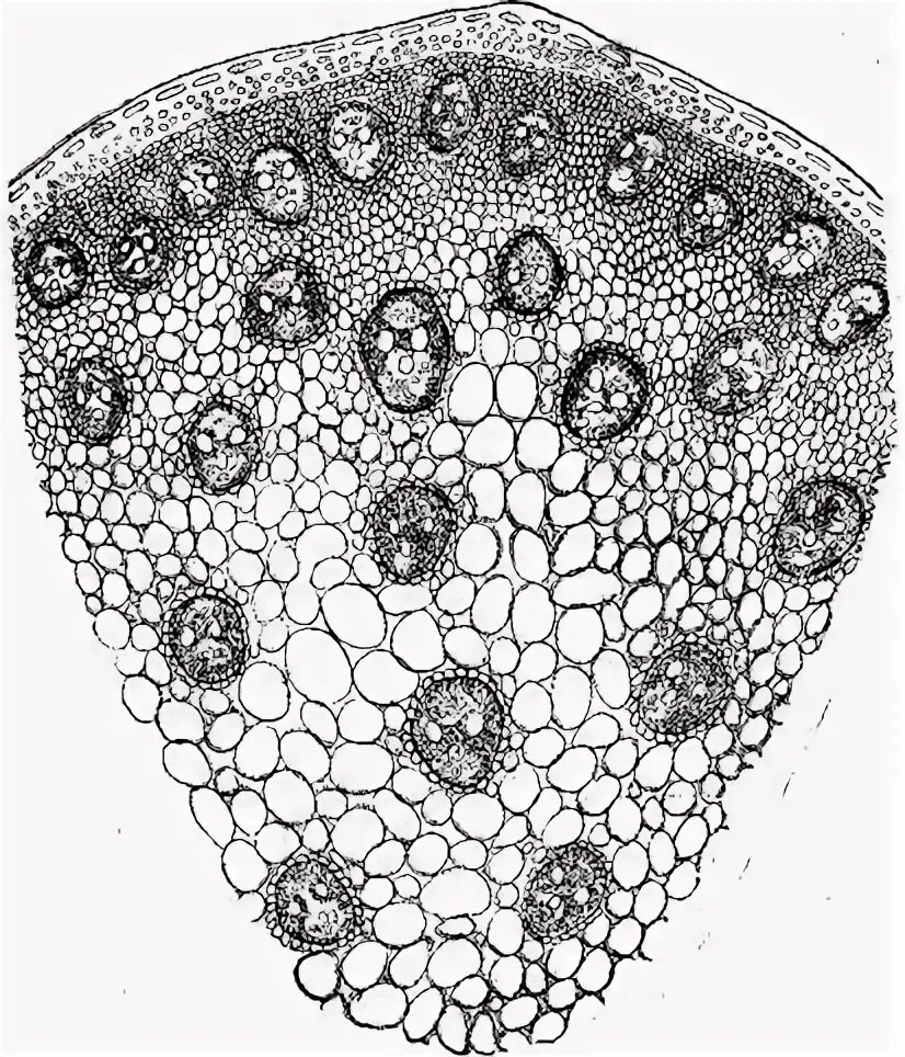 Поперечный срез листа мезофита. Основные ткани растений запасающая. Запасающие ткани в клубне картофеля. Рисунок паренхимы. Основная запасающая ткань растений.