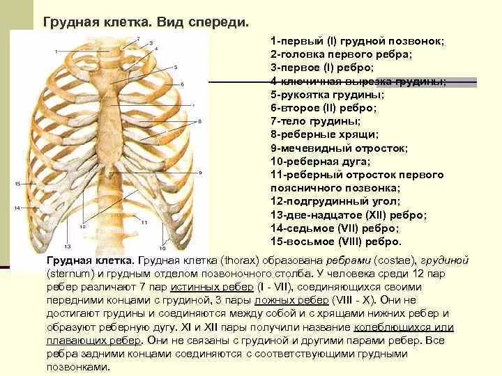 Ребро тип соединения. Строение грудной клетки. Грудная клетка с ребрами и грудиной. Грудинный конец ребра.