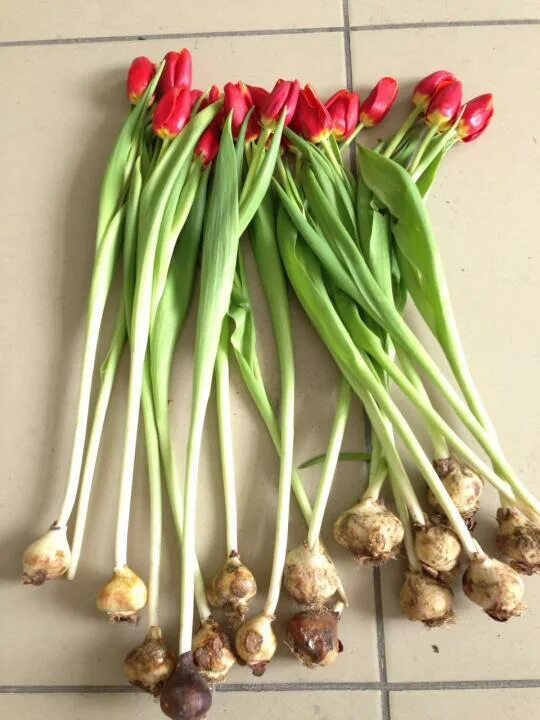 тюльпаны растут в вазе. сколько тюльпанов из одной луковицы. луковицы тюльпанов для выгонки. луковица тюльпана. корзинки для луковичных.