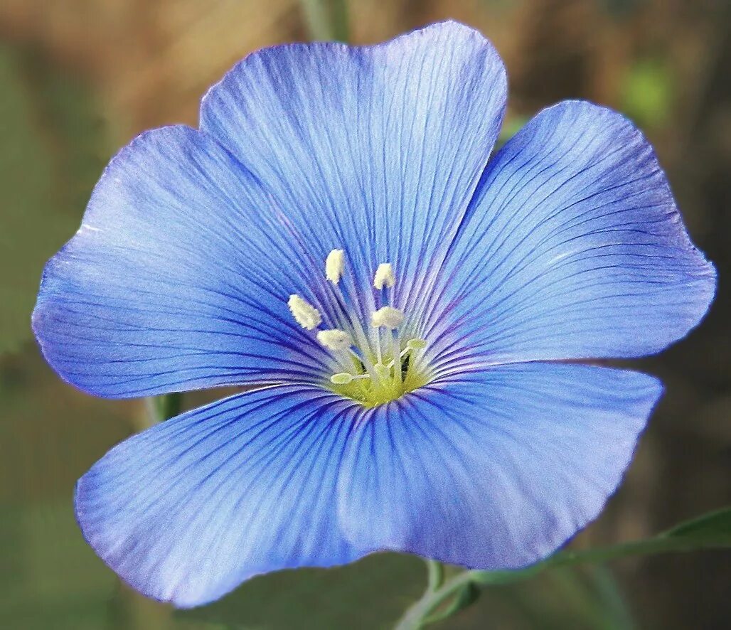 Лен Таврический (Linum tenue). Linum austriacum. Лен австралийский. Лен горный Linum austriacum.