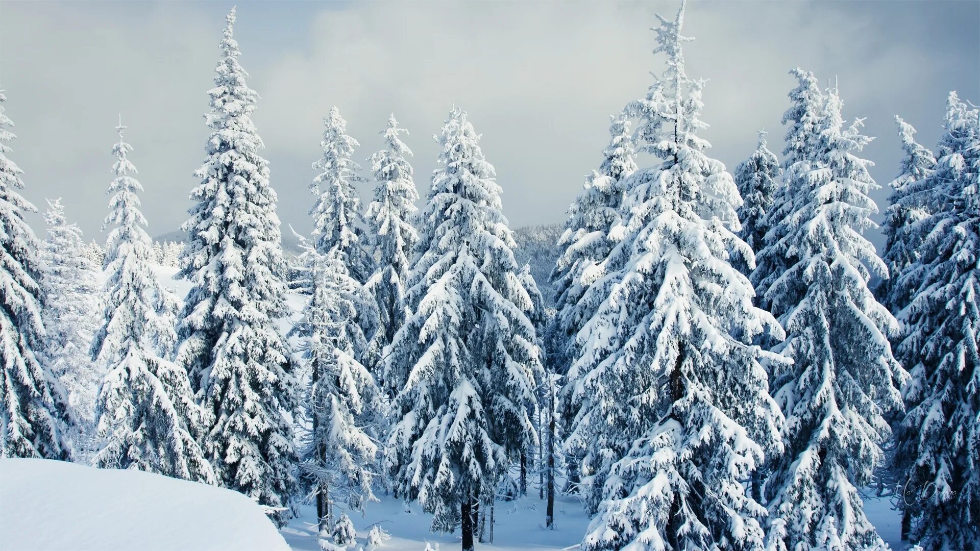 Зимний лес зимой. Красивые фото зимнего леса. Снежный лес. Зимой в лесу. Еловый лес зимой.