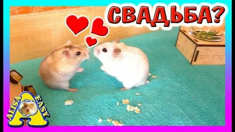 Хомяк алиса