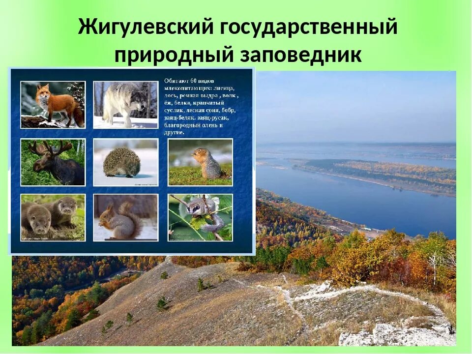 Животные в жигулевском заповеднике