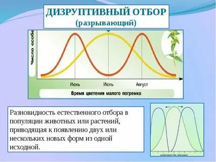 Движущая эволюция стабилизирующая