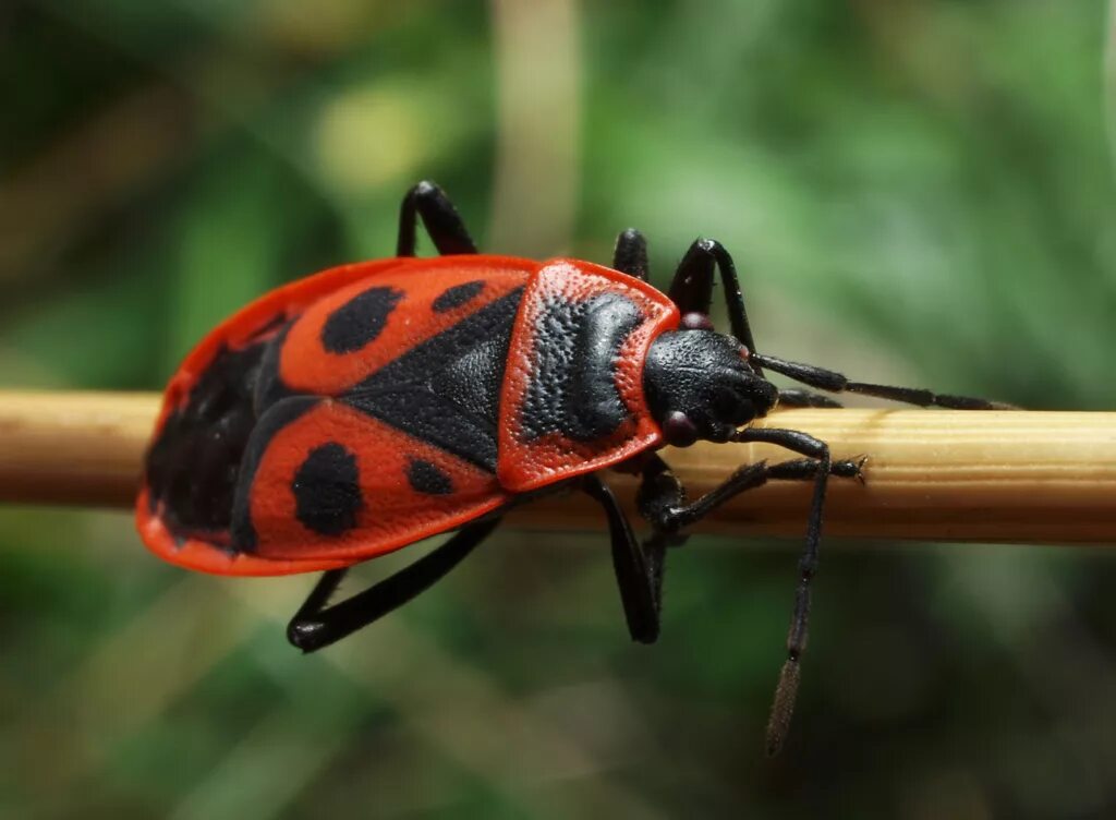 Насекомые солдатики фото. Жук красноклоп солдатик. Клоп-солдатик – Pyrrhocoris apterus. Жук пожарник клоп солдатик. Клоп красноклоп солдатик.