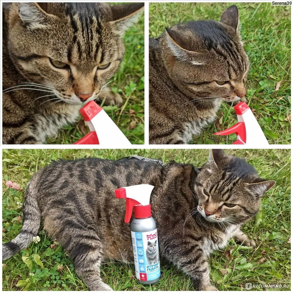 Какой запах не любят кошки. Запахи которые пугают кошек. запахи которые не любят кошки. кошка пахнет. кошачья вонь.