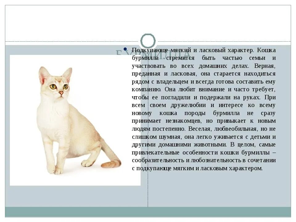 Кошка описание для детей. Породы кошек с описанием. бурмилла кошка. характеристика кошки. бурмилла кошка описание породы и характера.