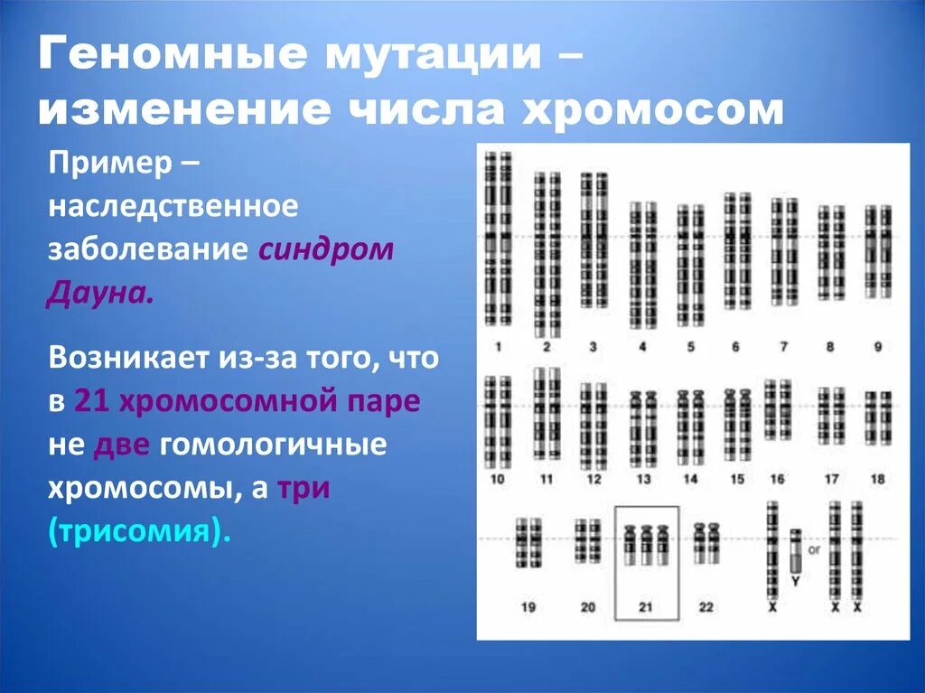 Хромосомные мутации примеры. Геномные мутации изменение числа хромосом. Геномные мутации примеры. Геномные и хромосомные мутации примеры.