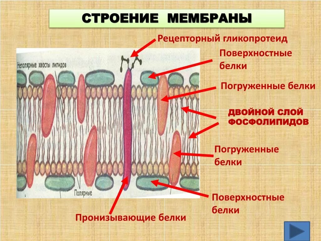 Мембрана клеток включает. Строение клеточной мембраны 10 класс биология. Строение клетки 10 класс биология мембрана. Клеточная мембрана анатомия функции. Клеточная оболочка мембрана строение.