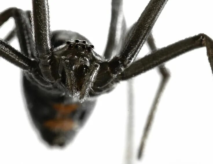 Nahaufnahmen aus dem Tierreich Black widow spider, Spider, Funnel web spider