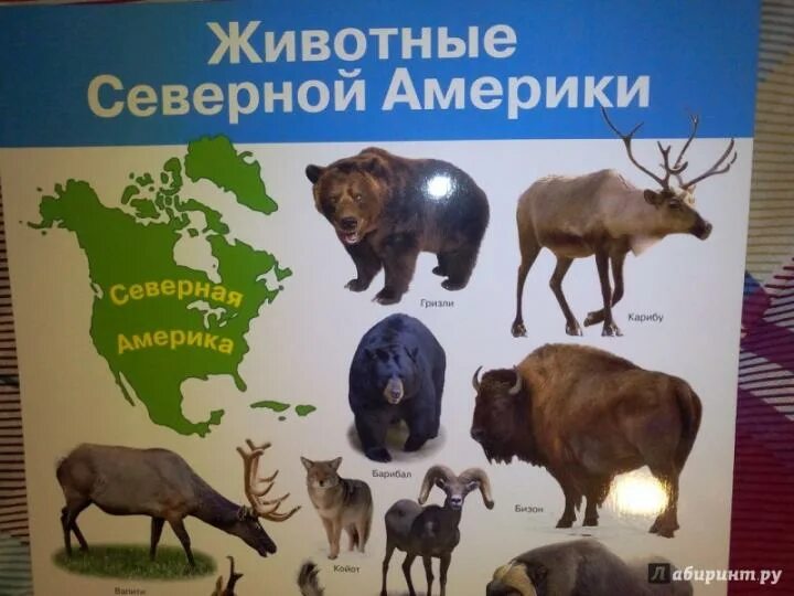 Животные северной америки 4 класс окружающий мир: найдено 87 картинок