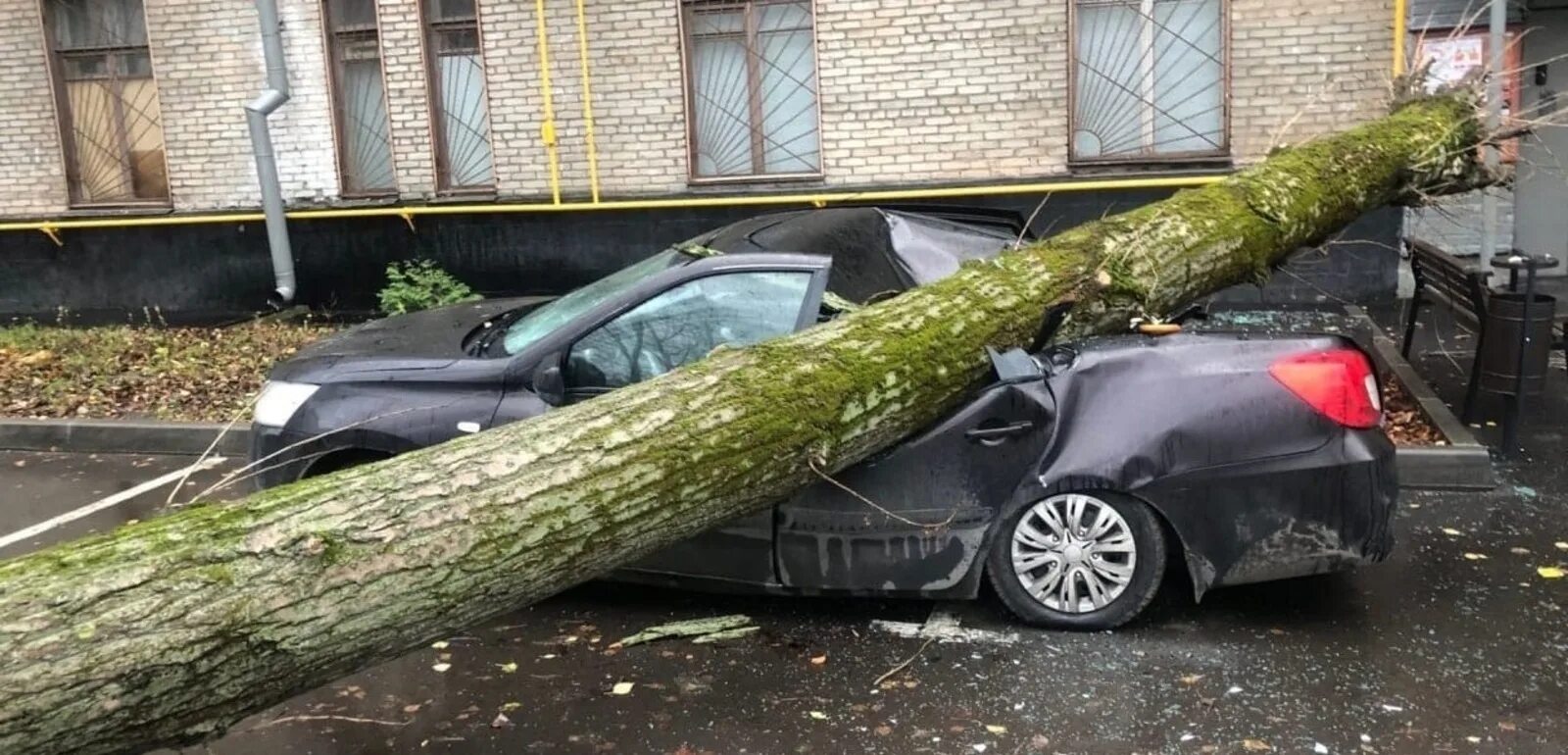 Сегодня был сильный. Поваленное дерево. Упавшее дерево. Ураган в Москве.