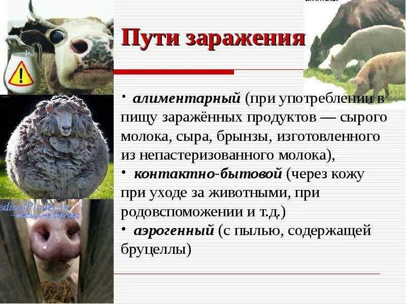 Пути передачи инфекции животных. Бруцеллез пути заражения. пути передачи бруцеллеза. бруцеллез животных пути заражения. бруцеллез у животных пути передачи.