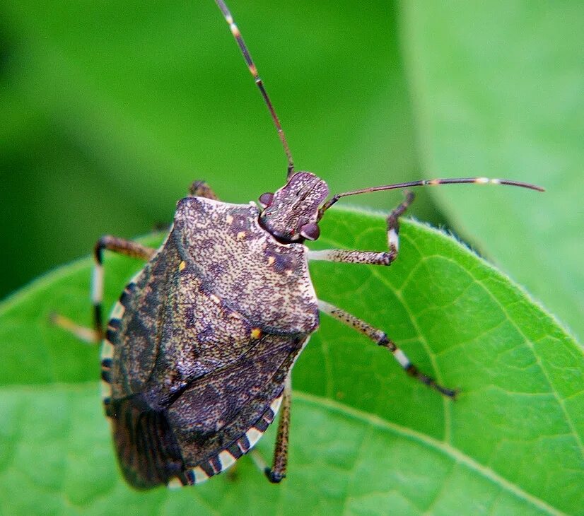 B bug. Stink bug жук. большой жук вонючка. жук вонючка железы.