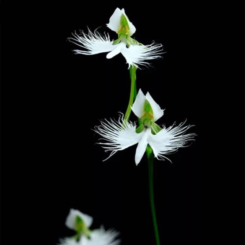 Орхидея цапля. Орхидея «большая белая цапля» (habenaria radiata). орхидея хабенария радиата семена. орхидея японская хабенария. орхидея хабенария (habenaria) radiata белая.