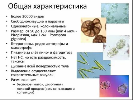 Общая характеристика одноклеточных 7 класс кратко