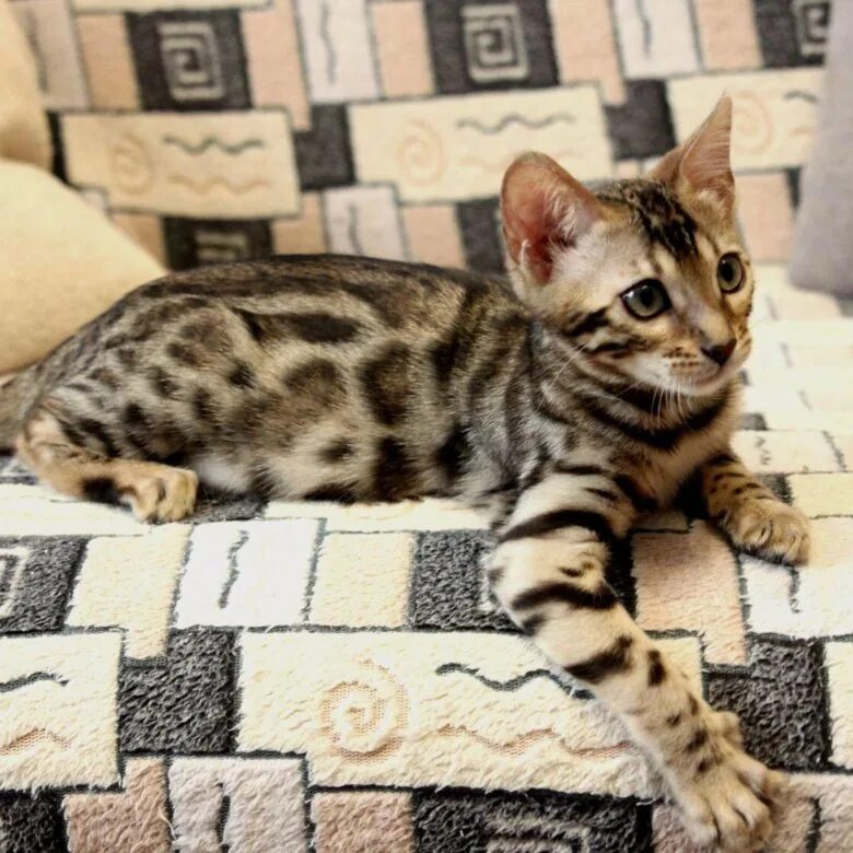 Авито бенгальские котята купить. Бенгальский кот. Бенгальская кошка котенок. Бенгальская кошка авито. Бенгальская кошка взрослая в полный рост.