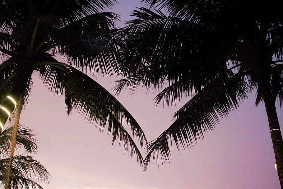 Palms on love