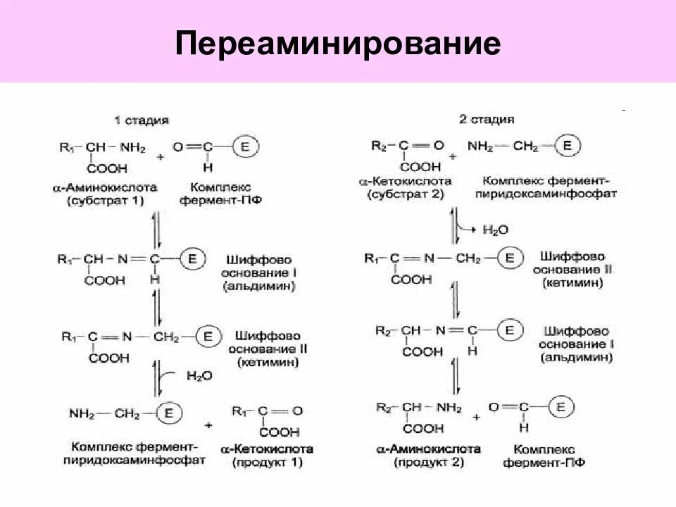 Образование комплексов аминокислот. Реакция трансаминирования аминокислот. переаминирование аминокислот биохимия схема. переаминирование фенилаланина. трансаминирование гистидина.
