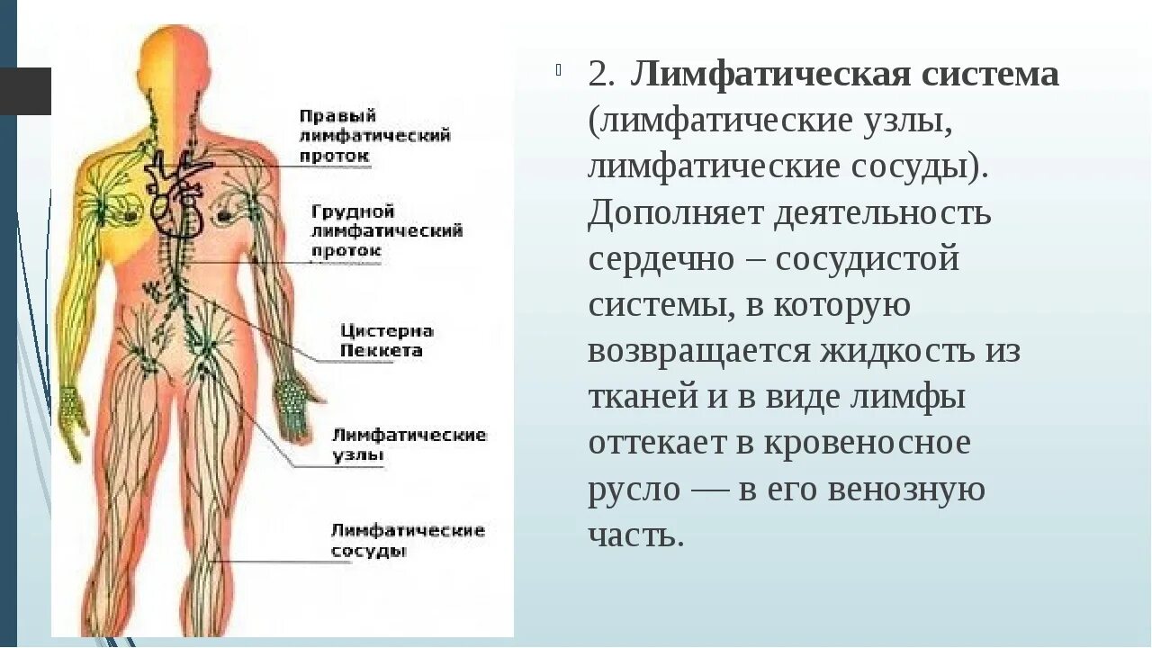 Лимфатические сосуды в организме. Лимфатические узлы лимфатической системы. Строение лимфатической системы анатомия. Лимфатическая система человека схема движения лимфы. Лимфатическая система лимфоузлы.