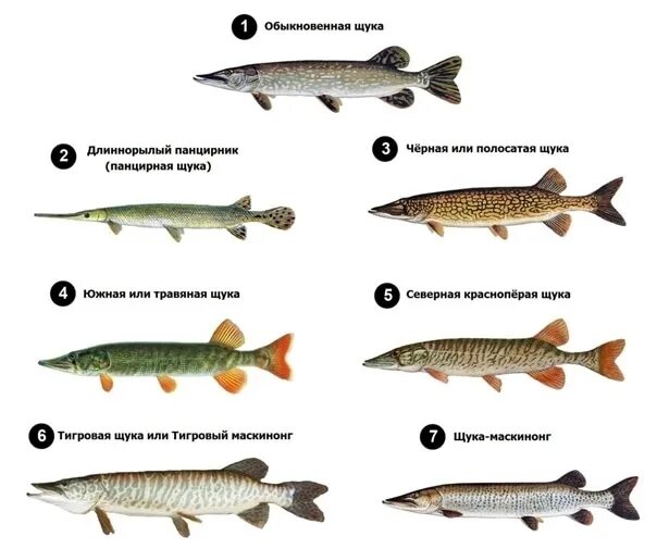 У какой рыбы хвост. Семейство щуковых рыб список. Подвид щуки. Щука вид рыбы. Разновидности окраски щук.